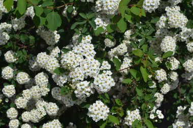Spirea Wangutta. Doğanın güzel, soyut arka planı. Bahar manzarası. Çiçekçilik. Narin beyaz çiçekler. Spiraea vanhouttei