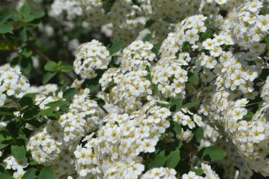 Spirea Wangutta. Doğanın güzel, soyut arka planı. Spiraea vanhouttei. Bahar manzarası. Çiçekçilik. Narin beyaz çiçekler, daimi.