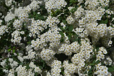Spirea Wangutta. Doğanın güzel, soyut arka planı. Spiraea vanhouttei. Bahar manzarası. Narin beyaz çiçekler, daimi.