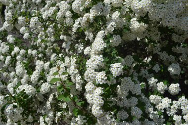 Spirea Wangutta. Doğanın güzel, soyut arka planı. Spiraea vanhouttei. Narin beyaz çiçekler, daimi.