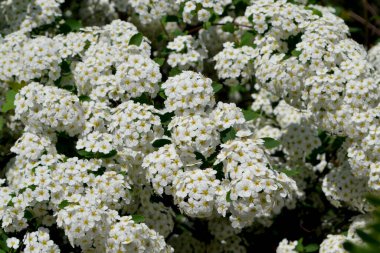 Spiraea vanhouttei. Doğanın güzel çiçek arkaplanı. Spirea Wangutta. Narin beyaz çiçekler.