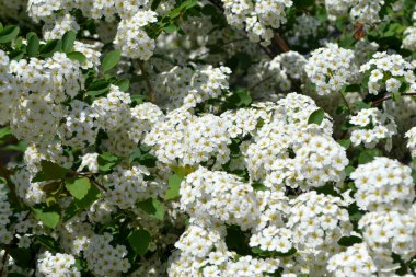 Spiraea vanhouttei. Doğanın güzel, soyut arka planı. Spirea Wangutta. Bahar. Narin beyaz çiçekler.