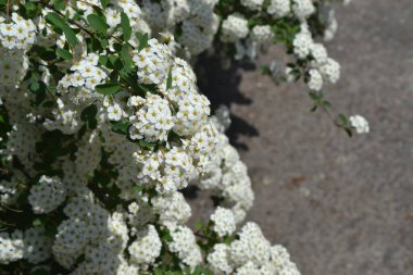 Spirea Wangutta. Doğanın güzel, soyut arka planı. Bahar manzarası. Çiçekçilik, ev çiçeği yatağı. Spiraea vanhouttei. Narin beyaz çiçekler.