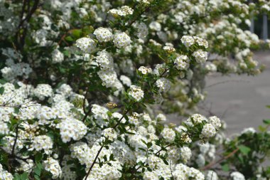 Spirea Wangutta. Doğanın güzel, soyut arka planı. Narin beyaz çiçekler. Spiraea vanhouttei