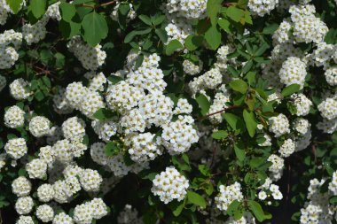 Spirea Wangutta. Doğanın güzel, soyut arka planı. Bahar manzarası. Narin beyaz çiçekler. Spiraea vanhouttei