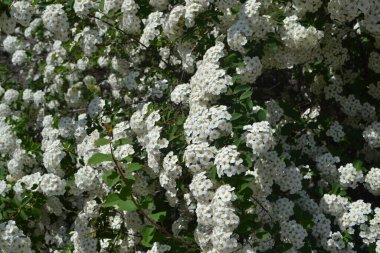Spirea Wangutta. Doğanın güzel, soyut arka planı. Spiraea vanhouttei. Narin beyaz çiçekler.