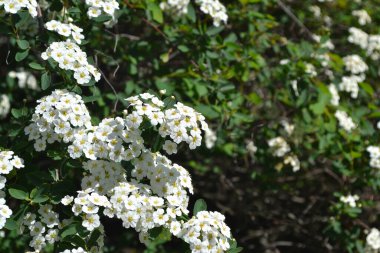 Spiraea vanhouttei. Spirea Wangutta. Doğanın güzel, soyut arka planı. Bahar manzarası. Çiçekçilik, ev çiçeği. Narin beyaz çiçekler.
