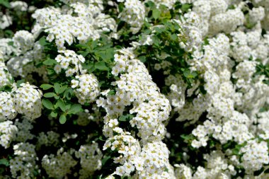 Spiraea vanhouttei. Doğanın güzel, soyut arka planı. Bahar manzarası. Spirea Wangutta. Çiçekçilik, ev çiçeği. Narin beyaz çiçekler.