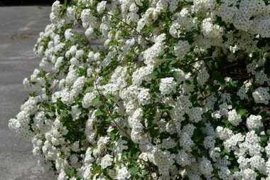 Spiraea vanhouttei. Doğanın güzel, soyut arka planı. Spirea Wangutta. Bahar manzarası. Çiçekçilik, ev çiçeği. Narin beyaz çiçekler.