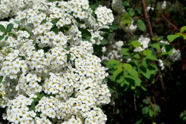 Spiraea vanhouttei. Doğanın güzel, soyut arka planı. Bahar manzarası. Spirea Wangutta. Narin beyaz çiçekler.