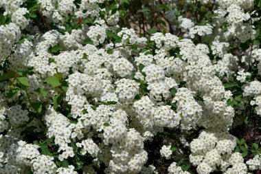 Spiraea vanhouttei. Doğanın güzel, soyut arka planı. Spirea Wangutta. Bahar manzarası. Çiçekçilik, ev. Narin beyaz çiçekler.