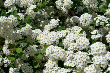 Spiraea vanhouttei. Doğanın güzel, soyut arka planı. Spirea Wangutta. Bahar manzarası. Narin beyaz çiçekler.