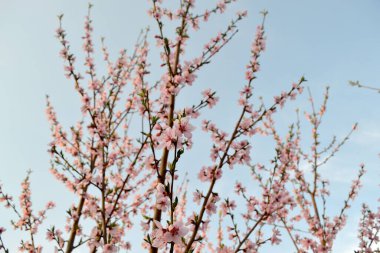 Şeftali ağacı. Prunus persica. Doğanın güzel, soyut arka planı. Ağaç dalında bahar pembe çiçekleri. Bahar manzarası. Çiçek açmış şeftali ağacı. Bahar, mevsimler