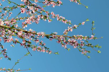 Doğanın güzel, soyut arka planı. Şeftali ağacı. Prunus persica. Ağaç dalında bahar pembe çiçekleri. Bahar manzarası. Çiçek açmış şeftali ağacı. Bahar, mevsimler, çiçekler