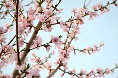 Prunus persica. Şeftali ağacı. Doğanın güzel, soyut arka planı. Ağaç dalında bahar pembe çiçekleri. Bahar. Çiçek açmış şeftali ağacı