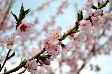 Şeftali ağacı. Prunus persica. Doğanın güzel çiçekli ve soyut arka planı. Ağaç dalında bahar pembe çiçekleri. Çiçek açmış şeftali ağacı. Bahar