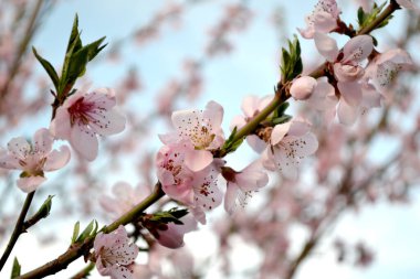 Şeftali ağacı. Prunus persica. Doğanın güzel çiçekli ve soyut arka planı. Ağaç dalında bahar pembe çiçekleri. Çiçek açmış şeftali ağacı
