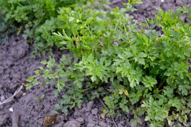 Petroselinum crispum, bienal bitki. Doğanın güzel bitkisel soyut arka planı. Maydanoz. Bahar manzarası. Popüler yemek çeşnisi. Ev bitkileri, ürünler. Bahçıvanlık. Çok doğal. Ev