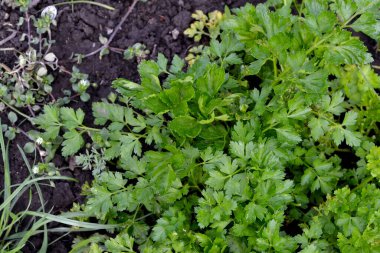 Petroselinum crispum, bienal bitki. Doğanın güzel bitkisel soyut arka planı. Maydanoz. Bahar manzarası. Popüler yemek çeşnisi. Ev bitkileri, ürünler. Bahçıvanlık
