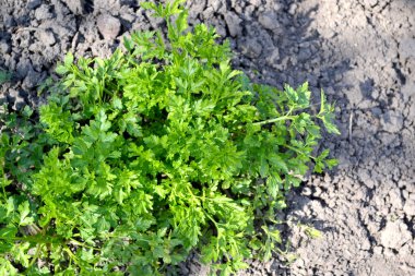Maydanoz. Doğanın güzel bitkisel soyut arka planı. Bahar manzarası. Popüler yemek çeşnisi. Petroselinum crispum, bienal bitki. Ev bitkileri, ürünler. Bahçıvanlık
