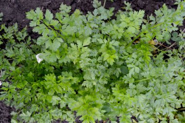Maydanoz. Petroselinum crispum, bienal bitki. Doğanın güzel bitkisel arka planı. Popüler baharat