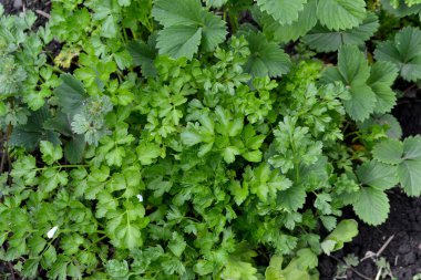 Petroselinum crispum, bienal bitki. Doğanın güzel bitkisel soyut arka planı. Maydanoz. Popüler yemek çeşnisi.