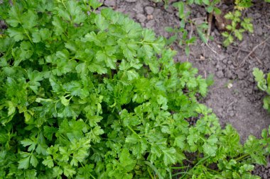 Maydanoz. Doğanın güzel bitkisel soyut arka planı. Petroselinum crispum, bienal bitki. Bahar manzarası. Popüler baharat