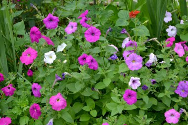 Çiçek açan petunya melezi. Petunya çiçeği. Doğanın güzel, soyut arka planı. Yaz manzarası. Çiçekçilik