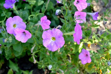 Çiçek açan petunya melezi. Doğanın güzel, soyut arka planı. Petunya çiçeği