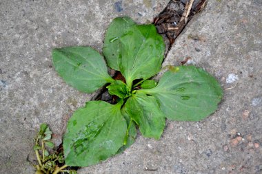 Santral Major. Plantain. Plantagenaceae ailesinin daimi bitkisi. Doğanın güzel bitkisel soyut arka planı. Bahar manzarası. Değerli bir tıbbi tesis. Bahar çiçeği