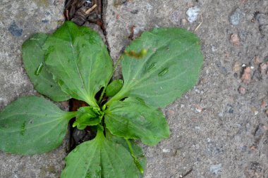 Santral Major. Plantain. Plantagenaceae ailesinin daimi bitkisi. Doğanın güzel bitkisel soyut arka planı. Bahar manzarası. Değerli bir tıbbi tesis. Bahar