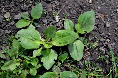 Plantagenaceae ailesinin daimi bitkisi. Plantain. Doğanın güzel bitkisel soyut arka planı. Santral Major. Bahar manzarası. Değerli bir tıbbi tesis. Bahar çiçeği yatağı