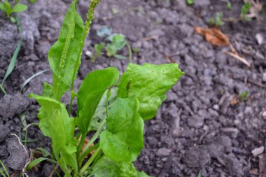 Santral Major. Plantain. Plantagenaceae ailesinin daimi bitkisi. Doğanın güzel bitkisel soyut arka planı