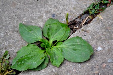 Santral Major. Plantain. Plantagenaceae ailesinin daimi bitkisi. Doğanın güzel bitkisel soyut arka planı. Bahar manzarası. İlaç fabrikası.