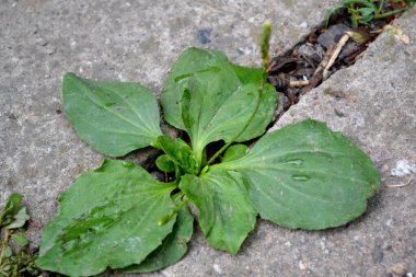 Santral Major. Plantain. Plantagenaceae ailesinin daimi bitkisi. Doğanın güzel bitkisel soyut arka planı. Bahar manzarası. Tıbbî