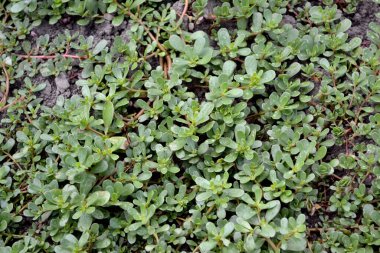 Purslane. Portekizce oleracea. Yıllık bitkisel sulu bitkiler. Doğanın güzel bitkisel soyut arka planı. Bahar manzarası. Yeşil yapraklar, çalılar. Bahar çiçeği