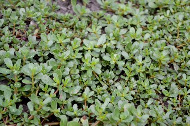 Purslane. Portekizce oleracea. Yıllık bitkisel sulu bitkiler. Doğanın güzel bitkisel soyut arka planı. Bahar manzarası. Yeşil yapraklar, çalılar. Bahar çiçeği yatağı