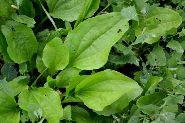 Plantagenaceae ailesinin daimi bitkisi. Doğanın güzel bitkisel soyut arka planı. Plantain. Santral Major. Bahar manzarası. Değerli tıbbi tesis