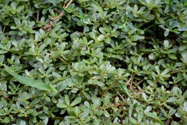 Portekizce oleracea. Purslane. Yıllık bitkisel, sulu bitkiler doğanın güzel bitkisel soyut arka planı. Bahar manzarası. Yeşil yapraklar, çalılar. Bahar çiçekliği, bahçe.