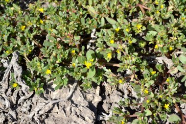 Purslane. Portekizce oleracea. Yıllık bitkisel sulu bitkiler. Doğanın güzel bitkisel soyut arka planı. Bahar manzarası
