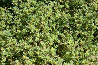 Purslane. Portekizce oleracea. Yıllık bitkisel sulu bitkiler. Doğanın güzel bitkisel arka planı