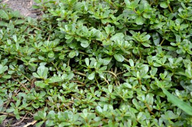 Purslane. Portekizce oleracea. Yıllık bitkisel sulu bitkiler. Doğanın güzel bitkisel arka planı.