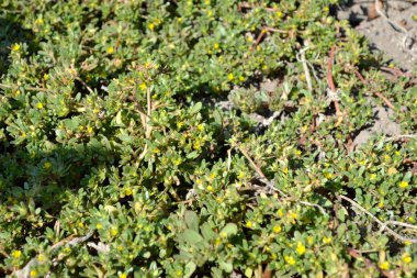 Purslane. Portekizce oleracea. Yıllık bitkisel sulu bitkiler. Doğanın güzel bitkisel soyut arka planı. Bahar manzarası. Yeşil yapraklar, çalılar