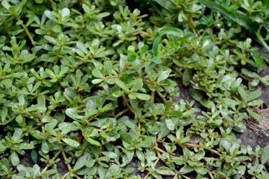 Purslane. Portekizce oleracea. Yıllık bitkisel, sulu bitkiler doğanın güzel bitkisel soyut arka planı. Bahar
