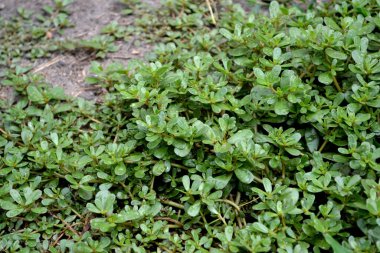 Purslane. Portekizce oleracea. Yıllık bitkisel, sulu bitkiler. Doğanın güzel bitkisel soyut arka planı.