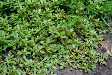 Purslane. Portekizce oleracea. Yıllık bitkisel, sulu bitkiler doğanın güzel bitkisel soyut arka planı. Bahar manzarası