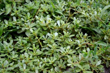 Purslane. Portekizce oleracea. Yıllık bitkisel, sulu bitkiler doğanın güzel bitkisel soyut arka planı. Bahar manzarası. Yeşil