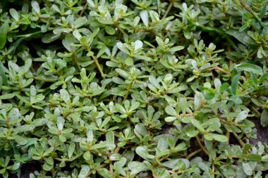 Purslane. Portekizce oleracea. Yıllık bitkisel, sulu bitkiler doğanın güzel bitkisel soyut arka planı. Bahar manzarası. Yeşil yapraklar