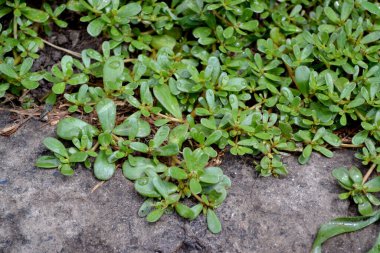 Purslane. Portekizce oleracea. Yıllık bitkisel, sulu bitkiler. Doğanın güzel arka planı.