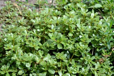 Portekizce oleracea. Purslane. Yıllık bitkisel, sulu bitkiler doğanın güzel bitkisel soyut arka planı. Bahar manzarası. Yeşil yapraklar, çalılar. Bahar çiçeği